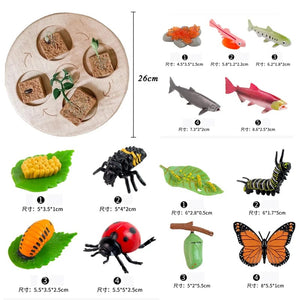 Planet Gates Animal Life Cycle Board Children Toys Montessori Teaching Aids Plant Animal Growth Cycle Model Set preschool cognitive Toys