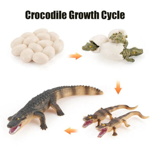 Planet Gates Animal Life Cycle Board Children Toys Montessori Teaching Aids Plant Animal Growth Cycle Model Set preschool cognitive Toys