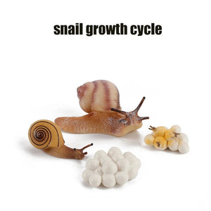 Planet Gates Animal Life Cycle Board Children Toys Montessori Teaching Aids Plant Animal Growth Cycle Model Set preschool cognitive Toys