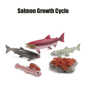 Planet Gates Animal Life Cycle Board Children Toys Montessori Teaching Aids Plant Animal Growth Cycle Model Set preschool cognitive Toys