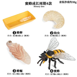 Planet Gates Animal Life Cycle Board Children Toys Montessori Teaching Aids Plant Animal Growth Cycle Model Set preschool cognitive Toys