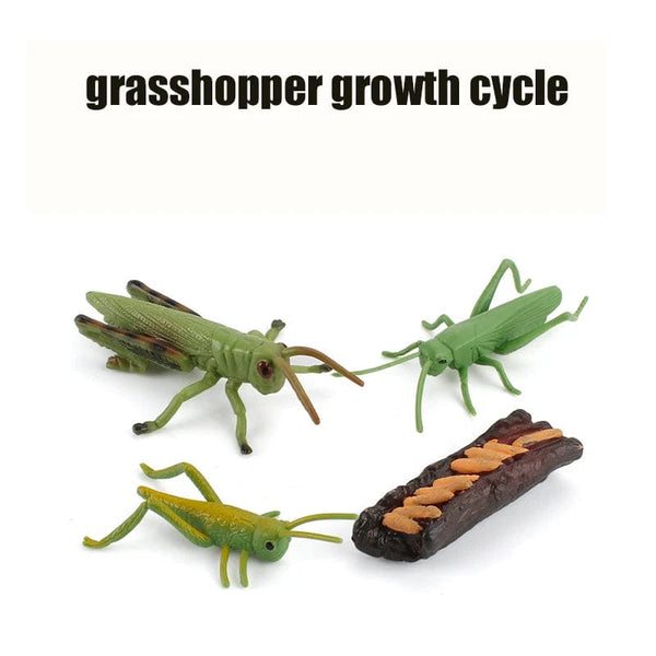 Planet Gates Animal Life Cycle Board Children Toys Montessori Teaching Aids Plant Animal Growth Cycle Model Set preschool cognitive Toys