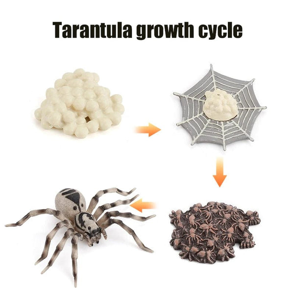 Planet Gates Animal Life Cycle Board Children Toys Montessori Teaching Aids Plant Animal Growth Cycle Model Set preschool cognitive Toys