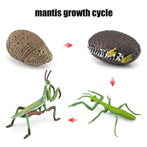 Planet Gates Animal Life Cycle Board Children Toys Montessori Teaching Aids Plant Animal Growth Cycle Model Set preschool cognitive Toys