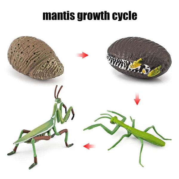 Planet Gates Animal Life Cycle Board Children Toys Montessori Teaching Aids Plant Animal Growth Cycle Model Set preschool cognitive Toys