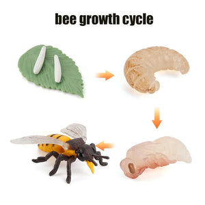 Planet Gates Animal Life Cycle Board Children Toys Montessori Teaching Aids Plant Animal Growth Cycle Model Set preschool cognitive Toys