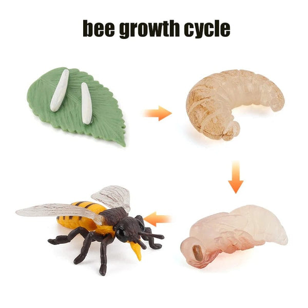 Planet Gates Animal Life Cycle Board Children Toys Montessori Teaching Aids Plant Animal Growth Cycle Model Set preschool cognitive Toys