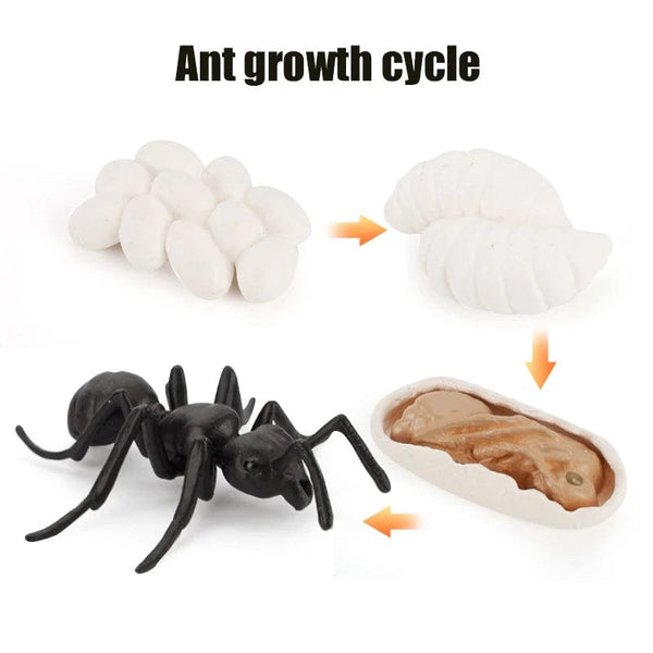 Planet Gates Animal Life Cycle Board Children Toys Montessori Teaching Aids Plant Animal Growth Cycle Model Set preschool cognitive Toys