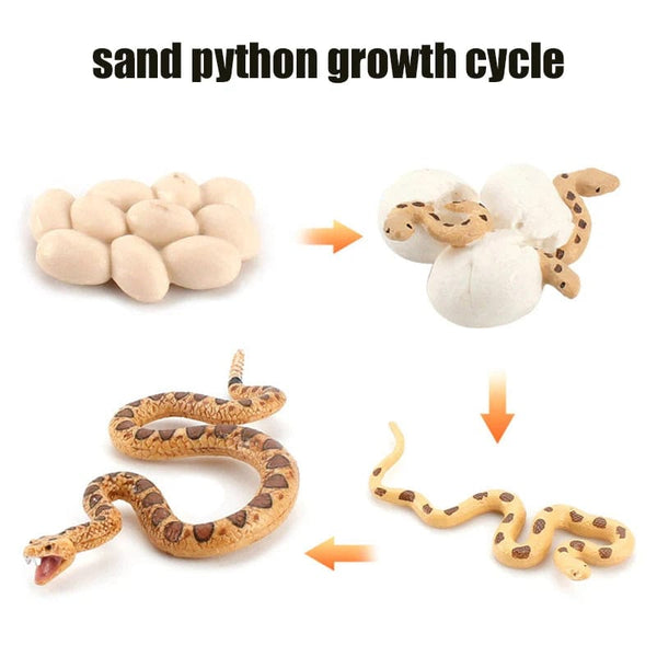 Planet Gates Animal Life Cycle Board Children Toys Montessori Teaching Aids Plant Animal Growth Cycle Model Set preschool cognitive Toys