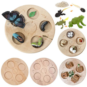 Planet Gates Animal Life Cycle Board Children Toys Montessori Teaching Aids Plant Animal Growth Cycle Model Set preschool cognitive Toys