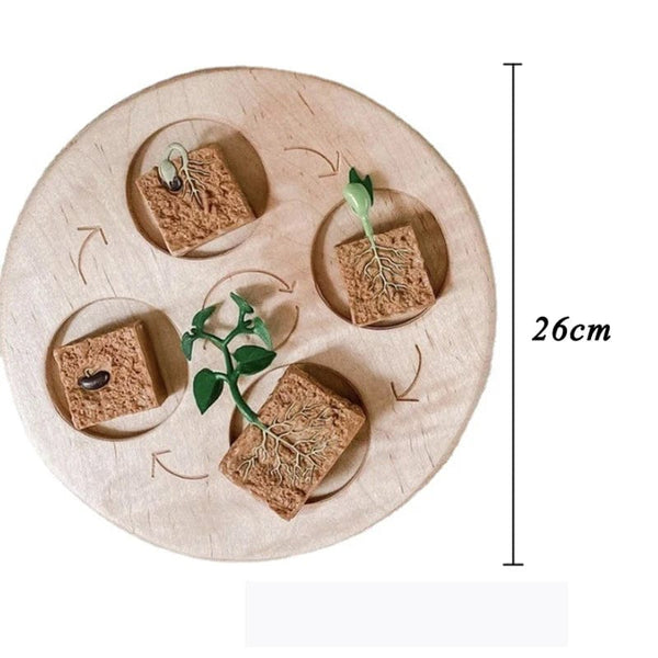 Planet Gates Animal Life Cycle Board Children Toys Montessori Teaching Aids Plant Animal Growth Cycle Model Set preschool cognitive Toys