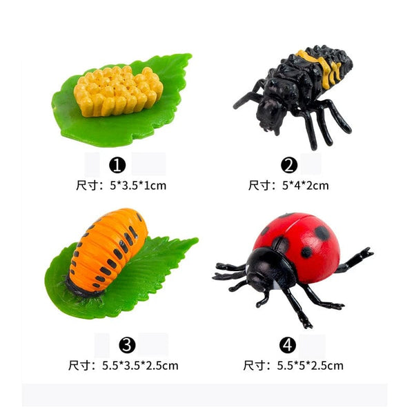 Planet Gates Animal Life Cycle Board Children Toys Montessori Teaching Aids Plant Animal Growth Cycle Model Set preschool cognitive Toys