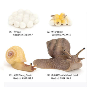 Planet Gates Animal Life Cycle Board Children Toys Montessori Teaching Aids Plant Animal Growth Cycle Model Set preschool cognitive Toys