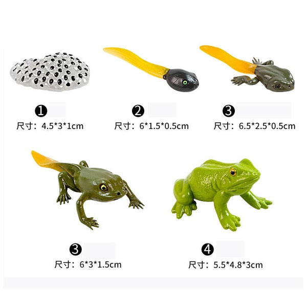 Planet Gates Animal Life Cycle Board Children Toys Montessori Teaching Aids Plant Animal Growth Cycle Model Set preschool cognitive Toys