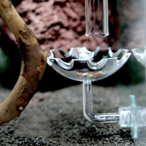 Planet Gates as shown Shrimp Feeder Dish Shrimp Feed Dish Aquarium Fish Tank Shrimp Food Bowl Feeding Clear Glass Feeding Tube Dish Suction Accessory