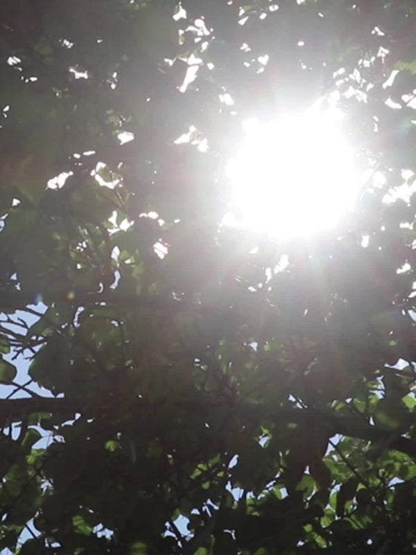 Planet Gates Automobile Windshield Sunshade-Foldable Automobile Umbrella Sunshade, Anti-Ultraviolet Car Front Window (Heat Protection) Windshield Cover Card