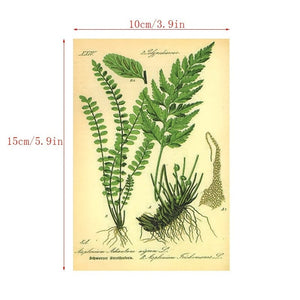 Planet Gates Biologist 30pcs/set Bio Postcards Botanical Department Wall Stickers, Room Decoration Cards, Beautiful Cards, 9.91cm*14.99cm