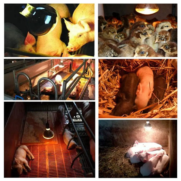 Planet Gates Farm Thermal Light Preservation Reptile Habitat Lights Chicken Infrared Heater Light Infrared Lamp Hatch Heating Chick Lamp