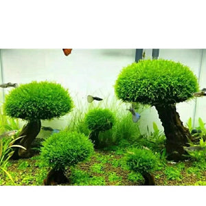Planet Gates Fish Tank Plant Moss Tree Decorations Landscaping Wood Plant Root Driftwood Aquatic Plants Grass Aquarium Accessories (No Moss)