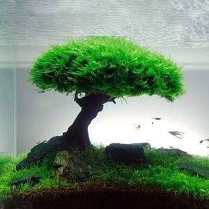 Planet Gates Fish Tank Plant Moss Tree Decorations Landscaping Wood Plant Root Driftwood Aquatic Plants Grass Aquarium Accessories (No Moss)
