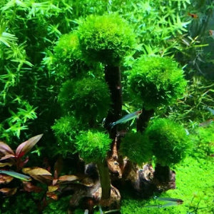Planet Gates Fish Tank Plant Moss Tree Decorations Landscaping Wood Plant Root Driftwood Aquatic Plants Grass Aquarium Accessories (No Moss)