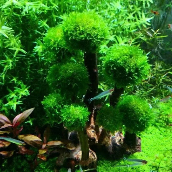 Planet Gates Fish Tank Plant Moss Tree Decorations Landscaping Wood Plant Root Driftwood Aquatic Plants Grass Aquarium Accessories (No Moss)