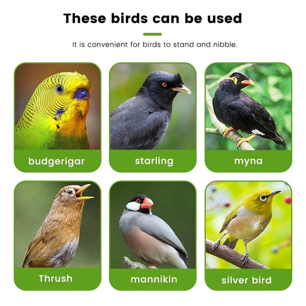 Planet Gates Green Parrot Food Feeder Bird Perching Frame Fun Bird Cage Feeder Parrot Feeding Toy Plastic Pet Feeding Supplies Parrot Feeding Toy