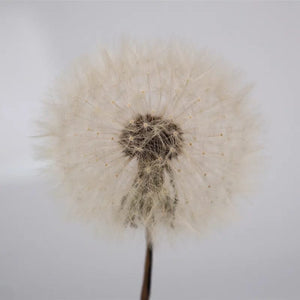 Planet Gates Large Sphere Resin Molds,Crystal Ball Silicone Resin Molds for Flowers Preservation,Seamless Orb Epoxy Resin Molds