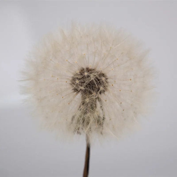 Planet Gates Large Sphere Resin Molds,Crystal Ball Silicone Resin Molds for Flowers Preservation,Seamless Orb Epoxy Resin Molds