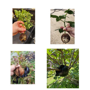 Planet Gates M black 8pcs 20Pcs 10Pcs 8Pcs Reusable Plant Rooting Ball Cutting Grafting Rooting Ball Equipment Garden Sapling Propagation Breeding Box