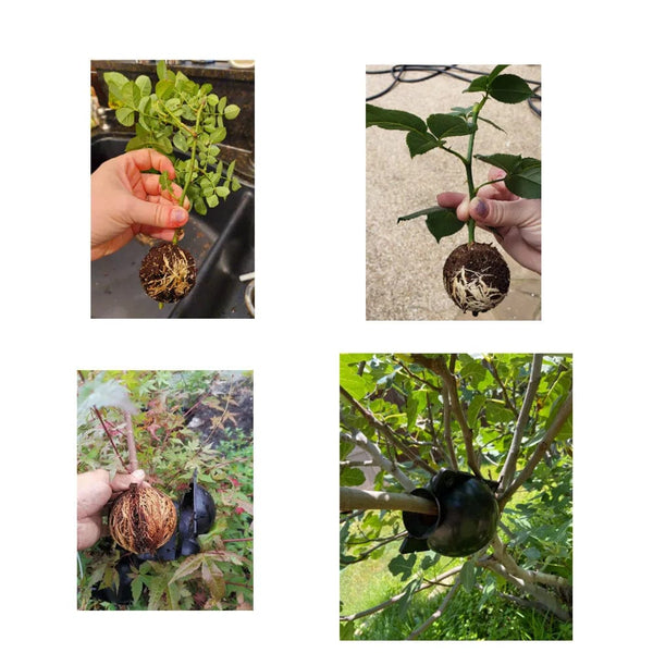 Planet Gates M black 8pcs 20Pcs 10Pcs 8Pcs Reusable Plant Rooting Ball Cutting Grafting Rooting Ball Equipment Garden Sapling Propagation Breeding Box