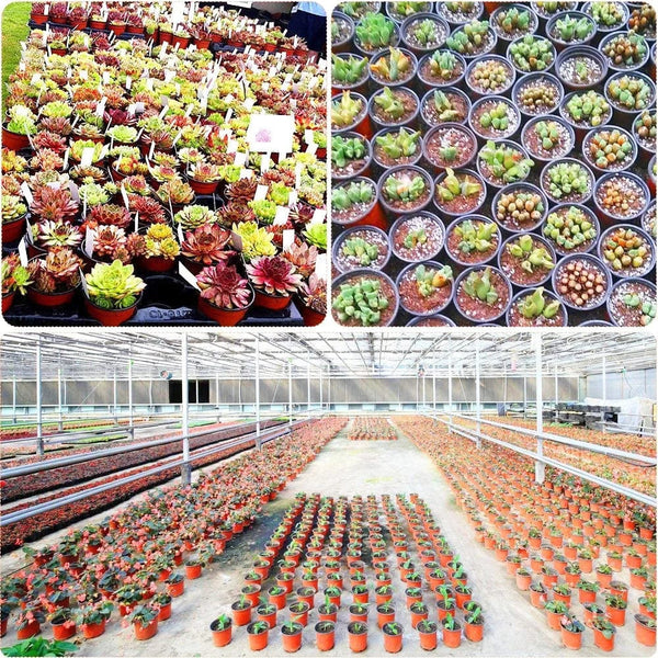 Planet Gates Mixed Size - 20pcs 4 Size Plant Pot Garden Nursery Seed Starting Flowerpots Lightweight Succulent Seedling Tray Flower Vegetable Container Box