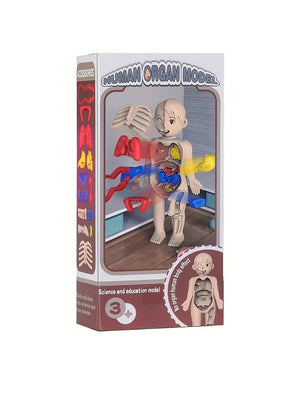 Planet Gates Multicolor A set of 14PCS children's jigsaw human anatomy model education, learning organ assembly toys, children's body organs teaching to