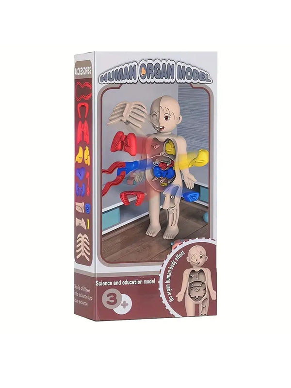 Planet Gates Multicolor A set of 14PCS children's jigsaw human anatomy model education, learning organ assembly toys, children's body organs teaching to