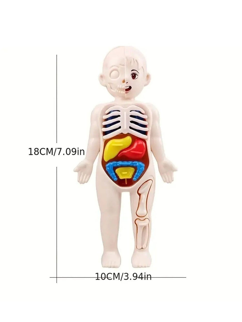 Planet Gates Multicolor A set of 14PCS children's jigsaw human anatomy model education, learning organ assembly toys, children's body organs teaching to