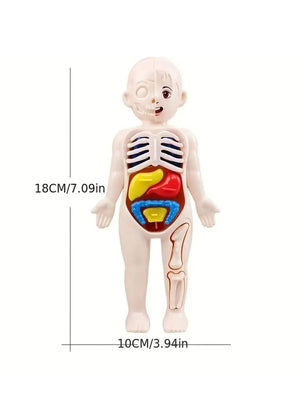 Planet Gates Multicolor A set of 14PCS children's jigsaw human anatomy model education, learning organ assembly toys, children's body organs teaching to