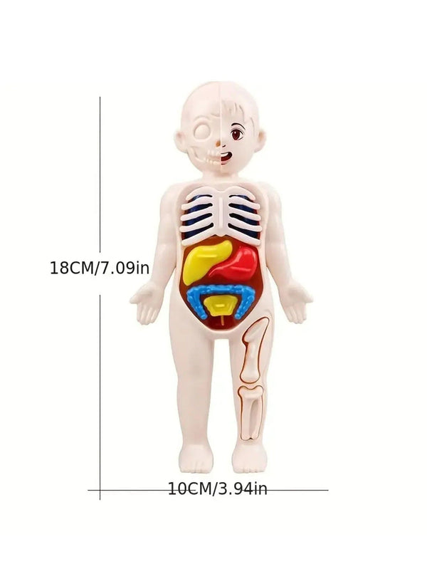 Planet Gates Multicolor A set of 14PCS children's jigsaw human anatomy model education, learning organ assembly toys, children's body organs teaching to