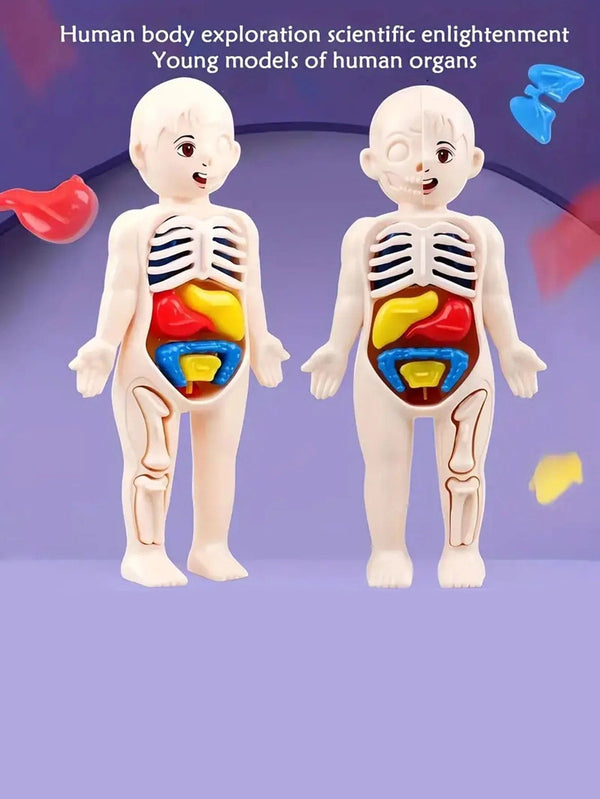 Planet Gates Multicolor A set of 14PCS children's jigsaw human anatomy model education, learning organ assembly toys, children's body organs teaching to
