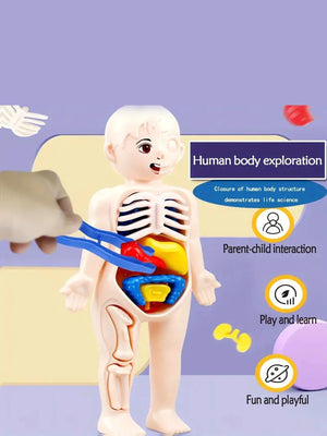 Planet Gates Multicolor A set of 14PCS children's jigsaw human anatomy model education, learning organ assembly toys, children's body organs teaching to