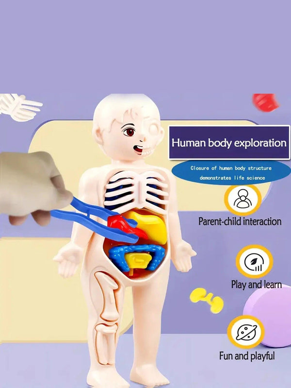 Planet Gates Multicolor A set of 14PCS children's jigsaw human anatomy model education, learning organ assembly toys, children's body organs teaching to