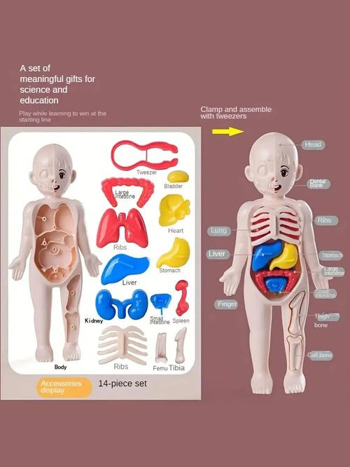 Planet Gates Multicolor A set of 14PCS children's jigsaw human anatomy model education, learning organ assembly toys, children's body organs teaching to