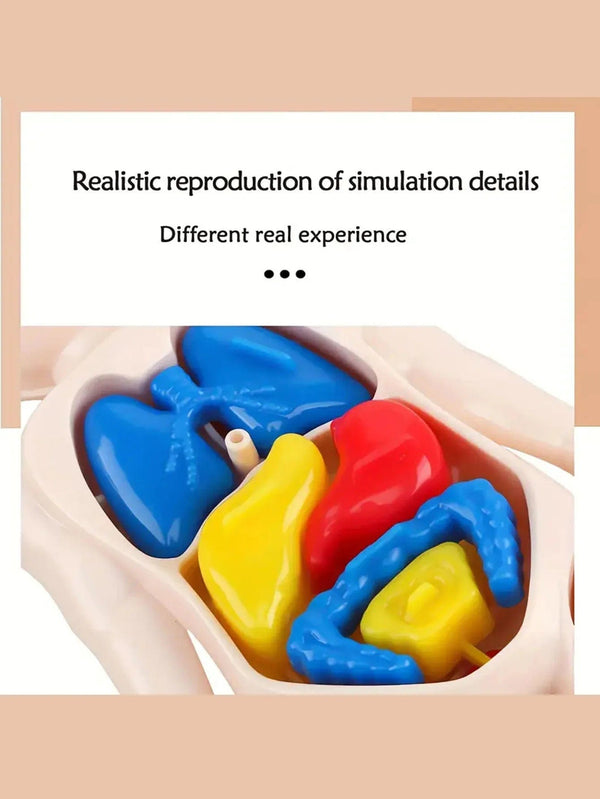 Planet Gates Multicolor A set of 14PCS children's jigsaw human anatomy model education, learning organ assembly toys, children's body organs teaching to