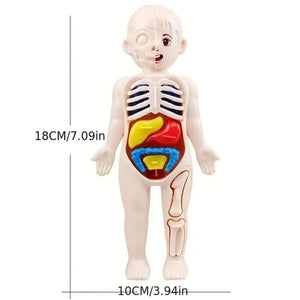 Planet Gates Multicolor A set of 14PCS children's jigsaw human anatomy model education, learning organ assembly toys, children's body organs teaching to