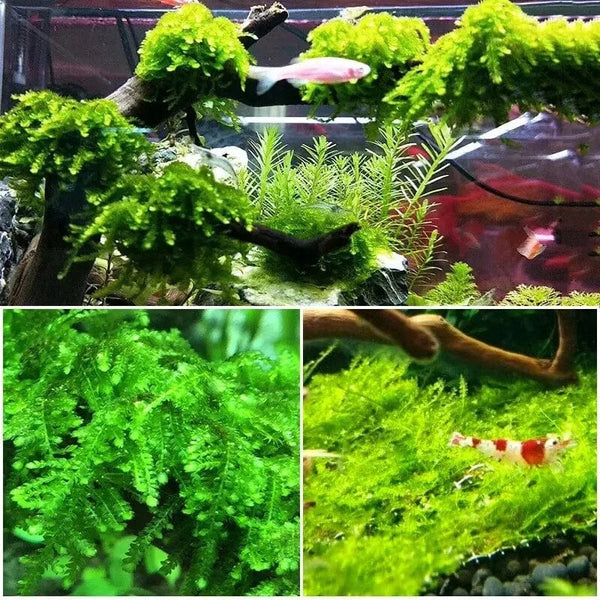 Planet Gates Natural Driftwood Cuckoo Roots Dead-wood Tree Trunk Micro Landscape Creative Reptile Cylinder Fish Tank Ornament Aquarium Decor