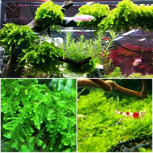 Planet Gates Natural Tree Trunk Driftwood Aquarium Fish Tank Reptile Cylinder Roots Plant Wood Decoration Ornament Accessory Aquarium Plants