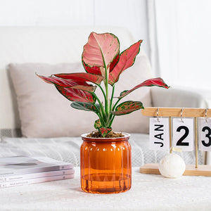 Planet Gates Navy Blue Succulent Hydroponic Plants Pot Self Watering Flowerpot Indoor Mini Planter Pots Tabletop Flower Pot Home Garden Bonsai Decor