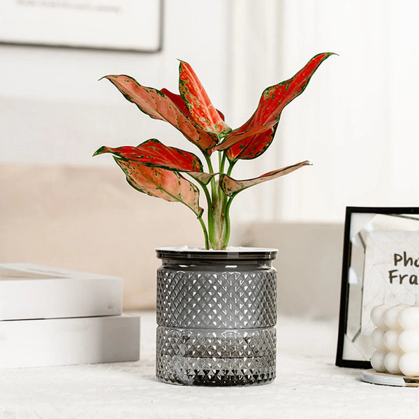 Planet Gates Navy Blue Succulent Hydroponic Plants Pot Self Watering Flowerpot Indoor Mini Planter Pots Tabletop Flower Pot Home Garden Bonsai Decor