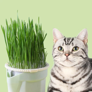 Planet Gates one size Cat Snack Mint Planting Hydroponic Box Cat Sprouts Growing TrayPlanting Cup Household Cat Grass Planter Flower