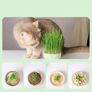 Planet Gates one size Cat Snack Mint Planting Hydroponic Box Cat Sprouts Growing TrayPlanting Cup Household Cat Grass Planter Flower