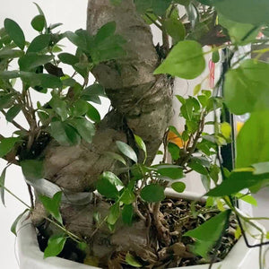 Planet Gates One Size Fits All Gorgeous Heart-Shaped Plant Support Stake - Perfect for Garden, Balcony & Flower Planting!